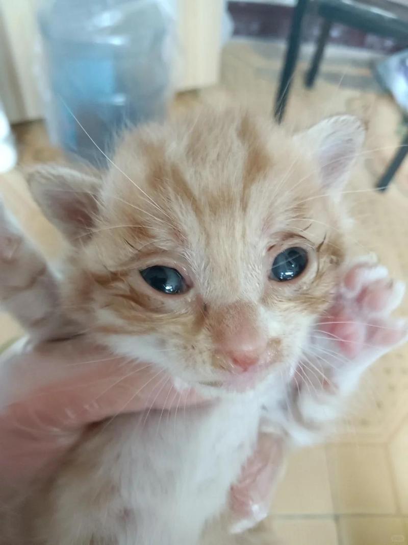 猫流黄鼻涕可以自愈吗