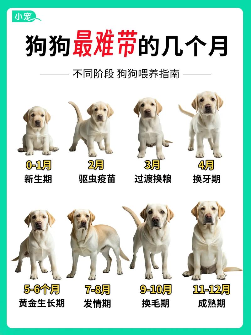 狗狗几个月算成犬,什么时候第一次发情