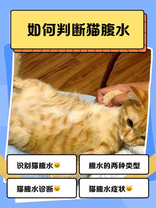 如何摸猫咪是否腹水和怀孕