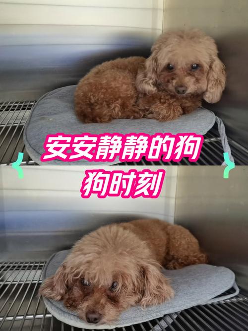 寄养狗狗会伤心吗为什么