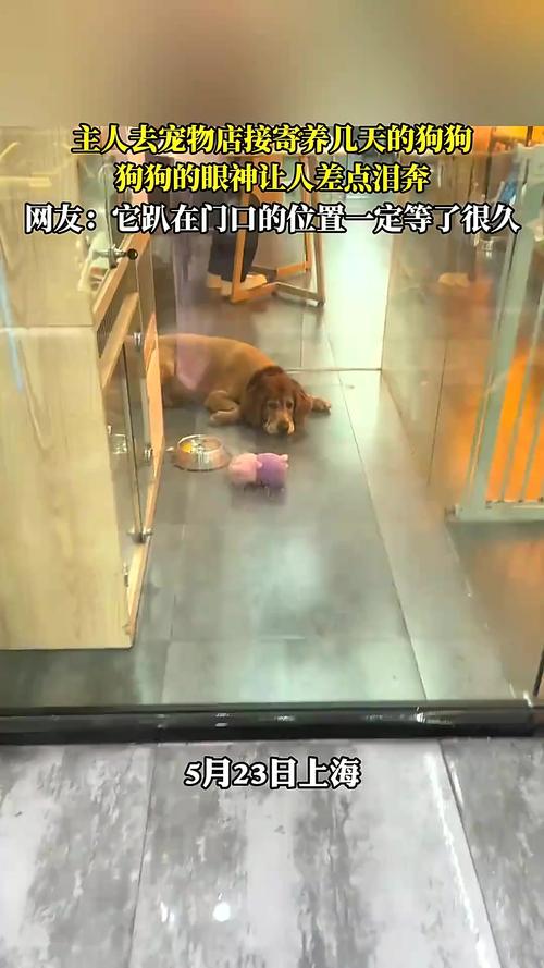 狗狗寄养宠物店狗狗会难受吗