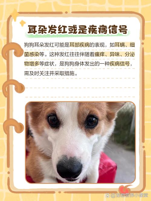 狗狗有耳螨是什么症状