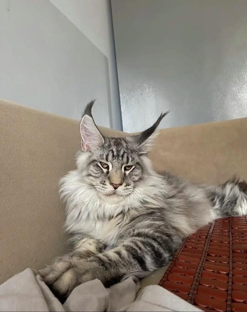 世界上最大的猫,乌克兰巨猫Angie(重726斤/核辐射异变)