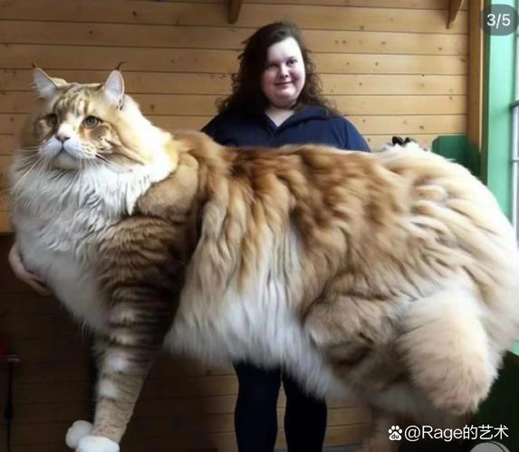 世界上体型最大的猫——缅因猫