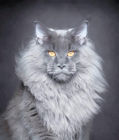 世界上最大的猫是什么品种