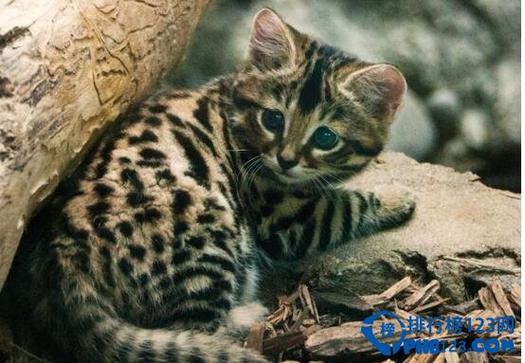 世界上最大的猫是什么猫