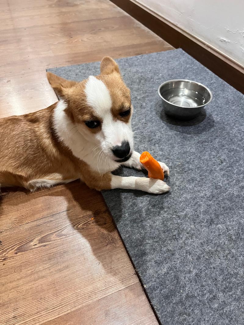 狗狗吃这些食物,可以缓解掉毛!