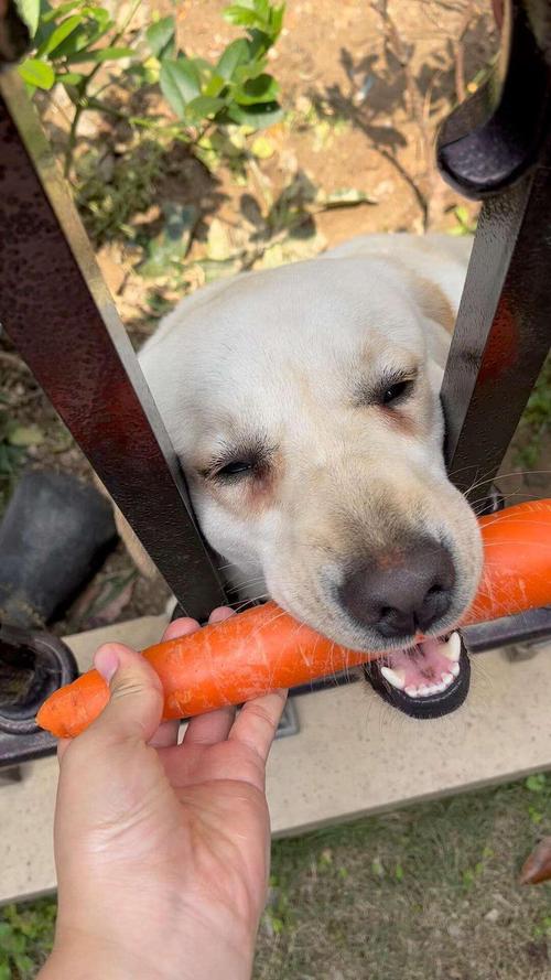 狗狗吃白萝卜的好处