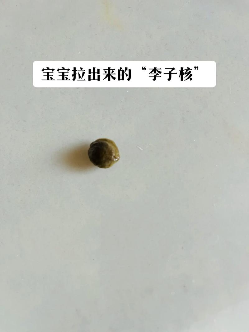 狗狗,吞了一个李子核怎么办