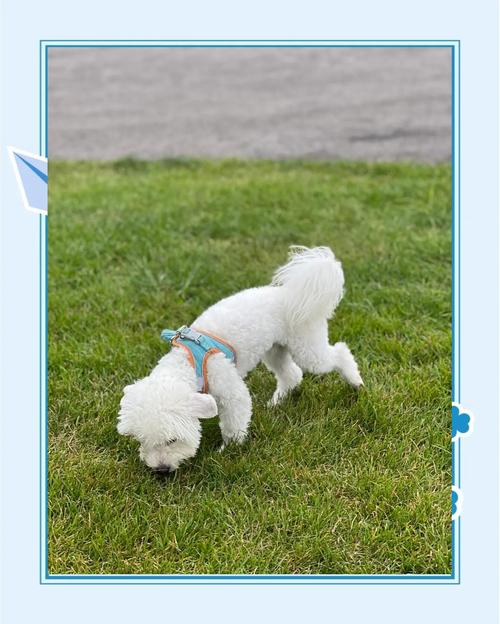 狗狗吃了李子仔能拉出来吗