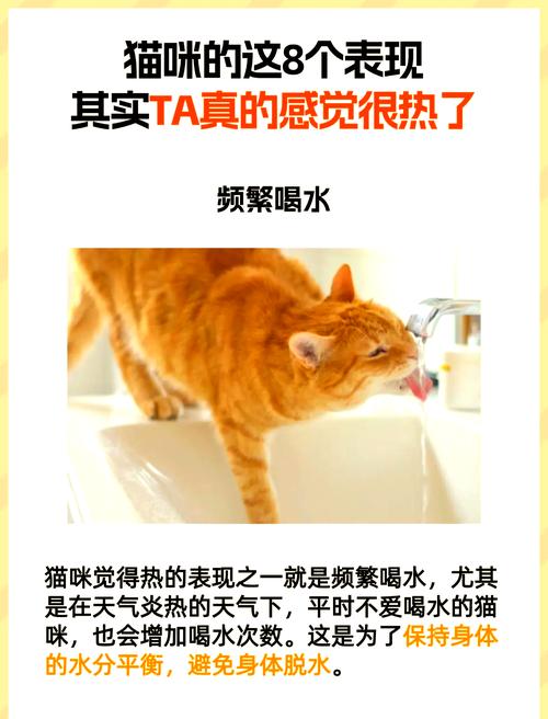 猫咪中暑了是啥症状