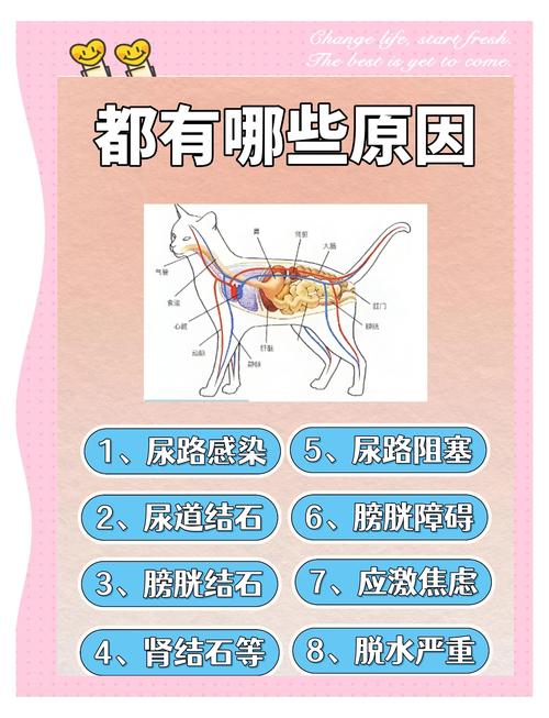 猫猫几天不拉屎怎么办