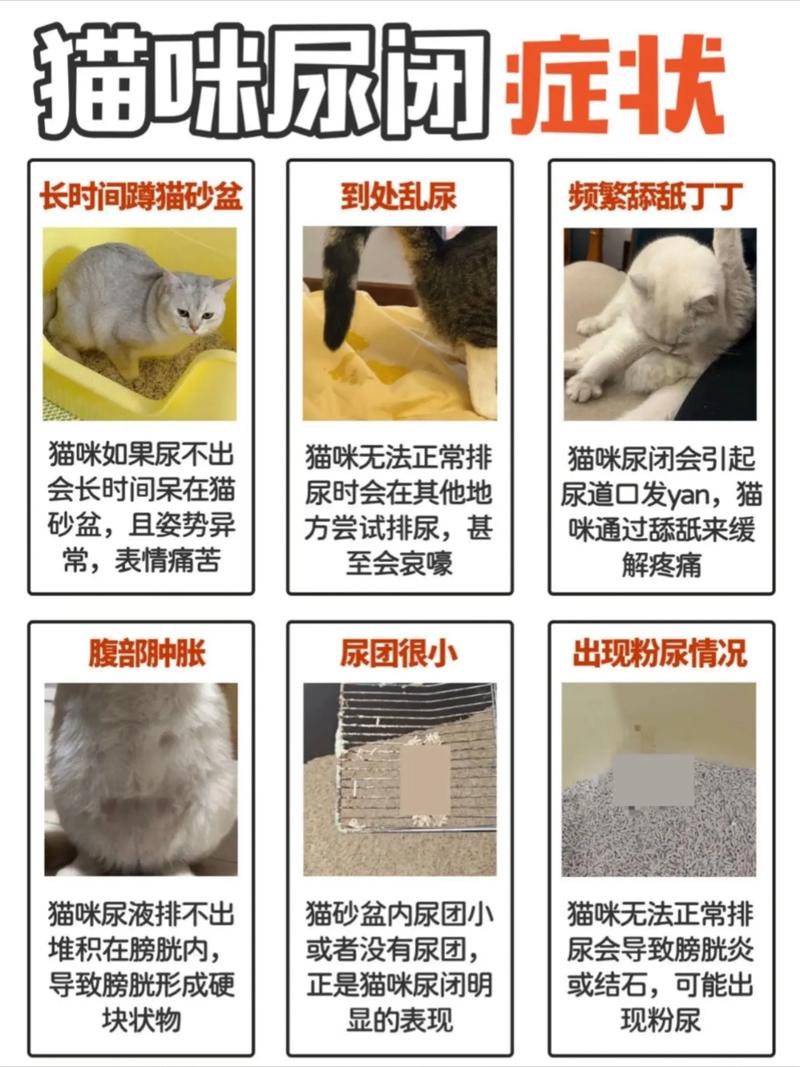 猫便秘怎么马上拉出来