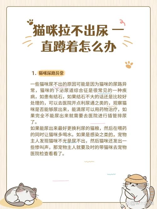 引起猫咪便秘的几个主要原因,给猫咪解决便秘的
