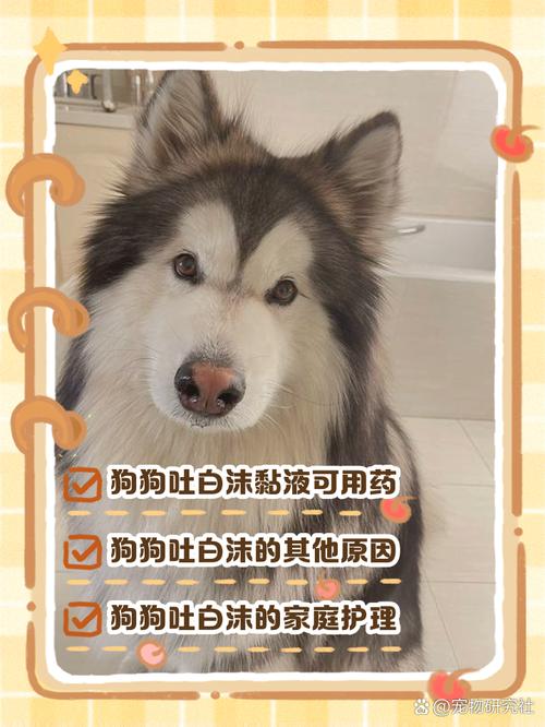 狗狗总是吐白沫怎么办吃什么药