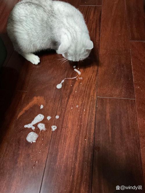 猫咪吐白色泡沫食欲不振怎么办?