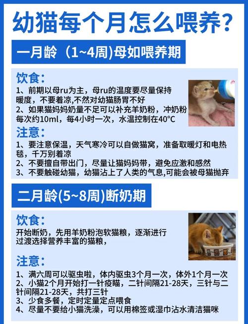 长了牙的幼猫吃什么?