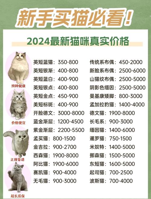 猫咪配种多少钱加急如果去宠物店给猫咪配种大概需要注意什么多少钱