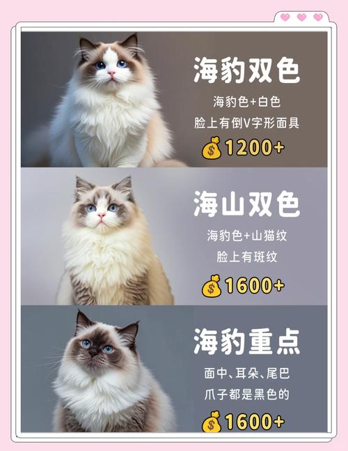 布偶猫借配多少钱