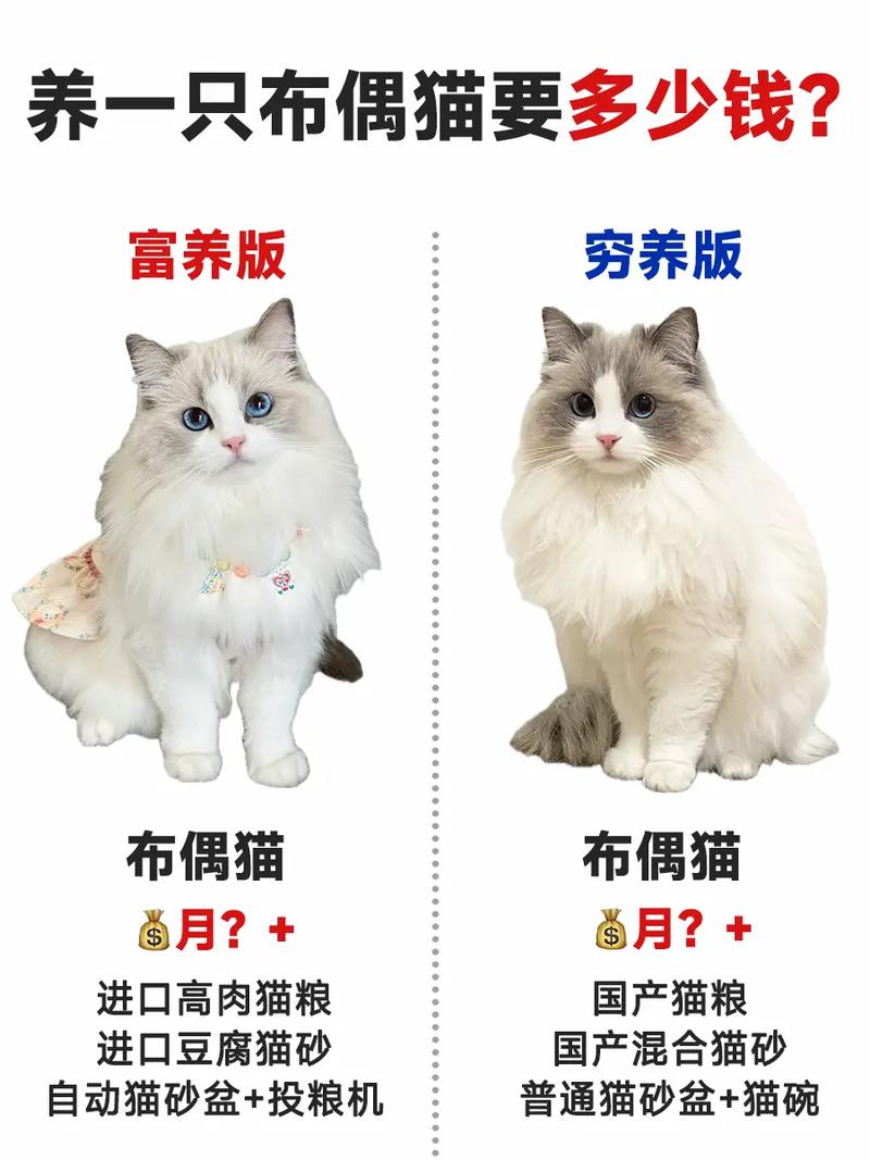 去宠物店给猫咪配种需要多少钱?