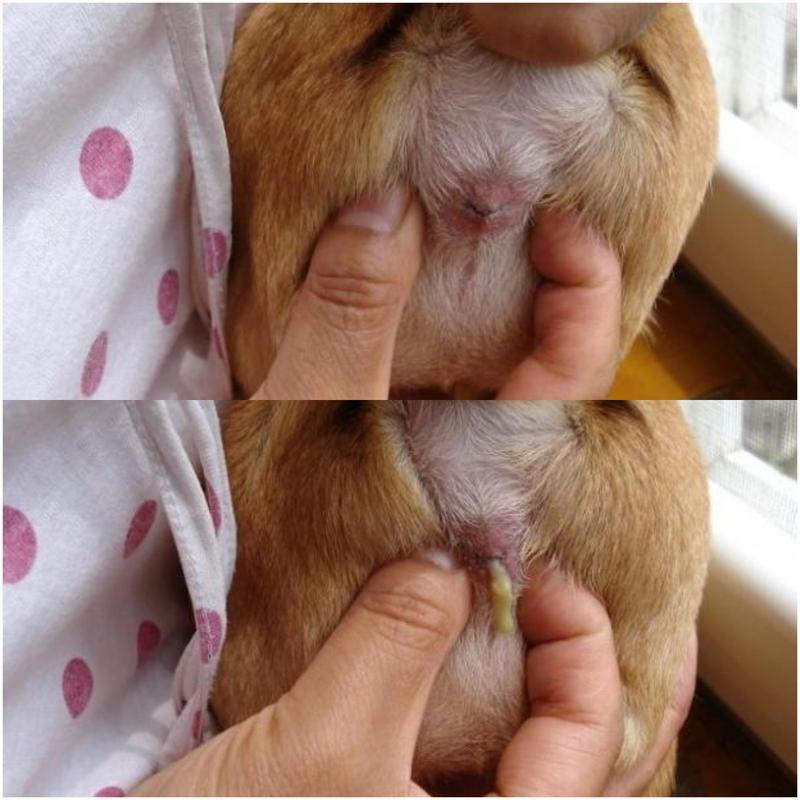 狗狗的肛门腺为什么要挤?