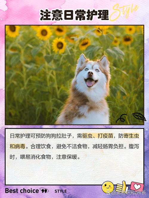 狗狗拉肚子怎么办