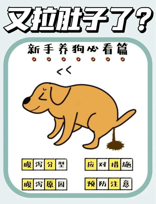 狗狗拉肚子了怎么办