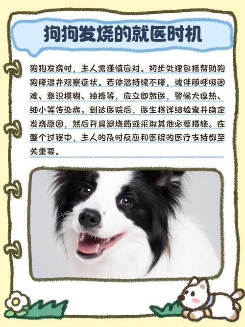 狗狗发烧吃什么药好