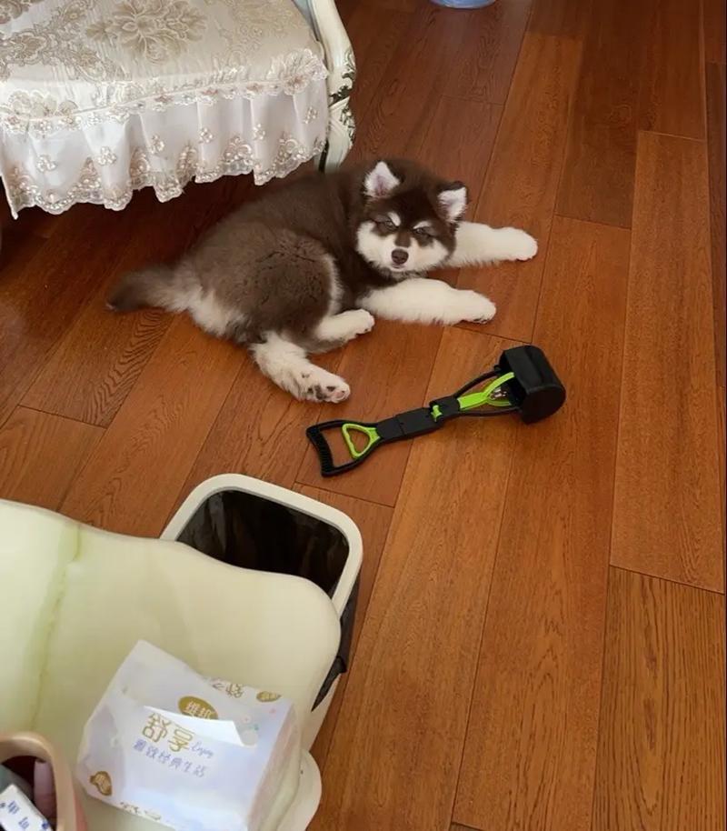 想要买一只小的阿拉斯加犬要多少钱呢?