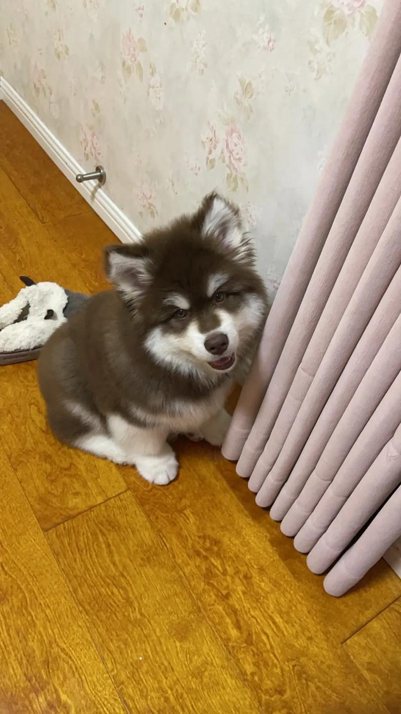 阿拉斯加雪橇犬费用?多少钱能买到一只健康的阿拉斯加雪橇犬