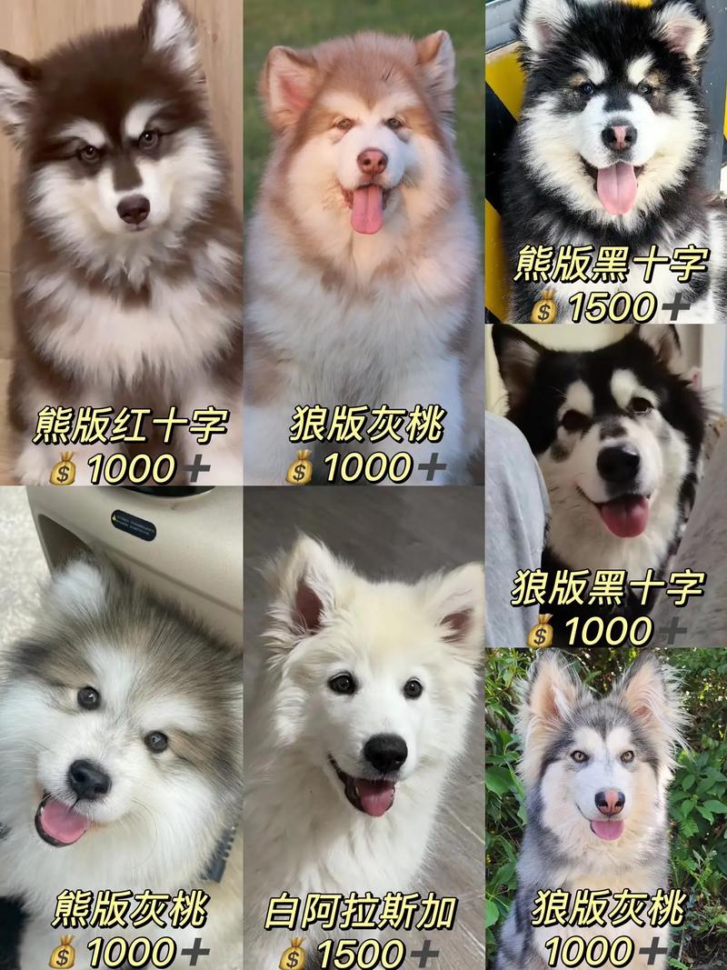 阿拉斯加多少钱一条