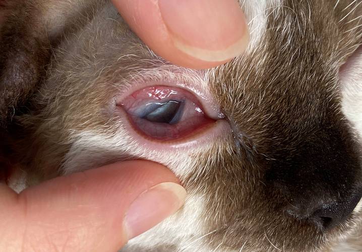 10天的小猫咪眼睛睁不开粘在一起,15天小猫眼睛分泌物多粘连