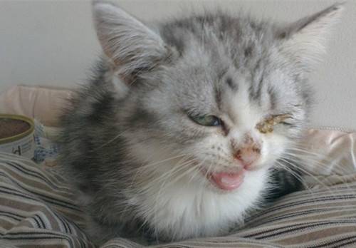 小猫眼睛睁不开了,得什么病了