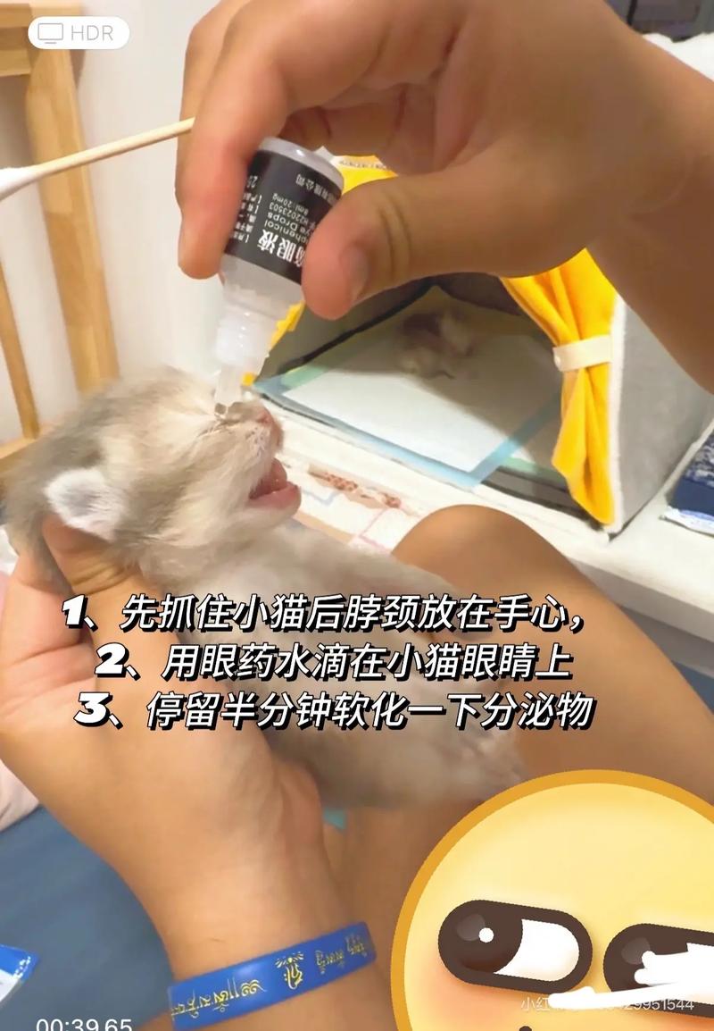 猫咪不吃不喝、眼睛睁不开是怎么回事?