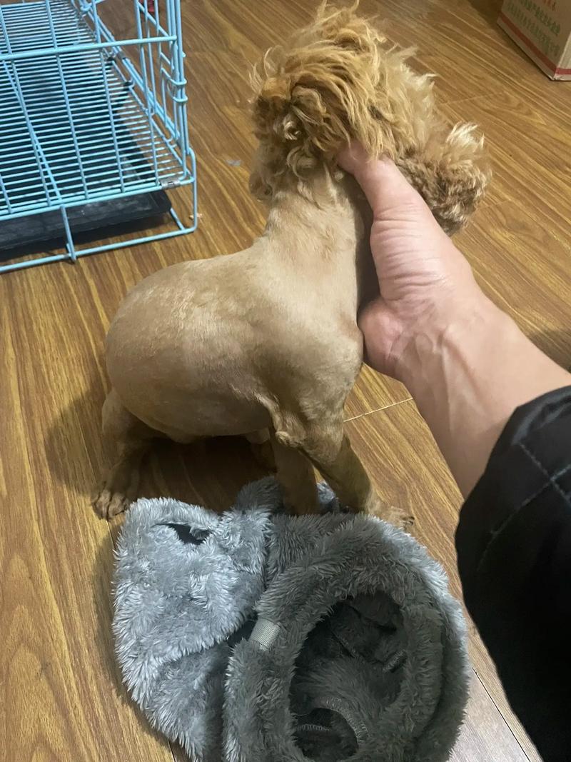 泰迪狗狗不剃光胎毛可以吗