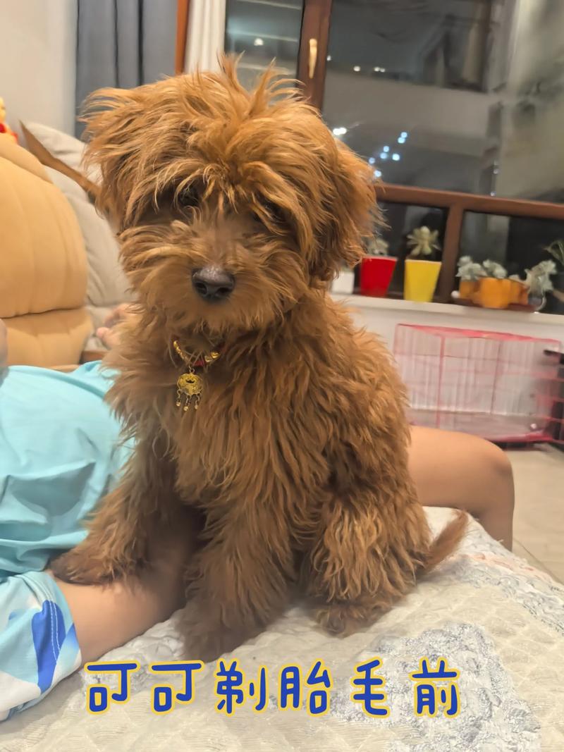 剃胎毛和不剃胎毛区别