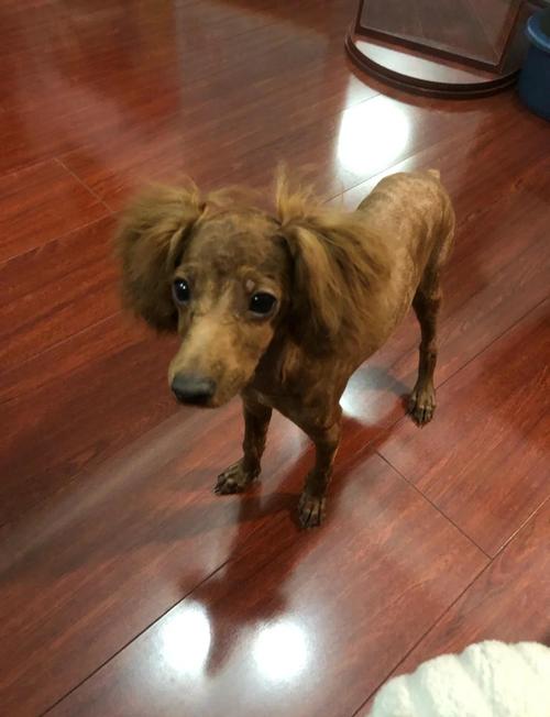 狗狗胎毛一定要剃掉吗