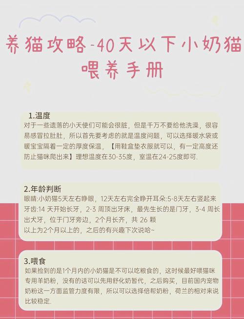 40天的小奶猫吃什么