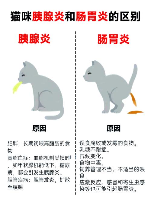 猫咪有胰腺炎有什么症状