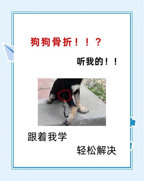 狗狗骨折了会忍着不叫吗