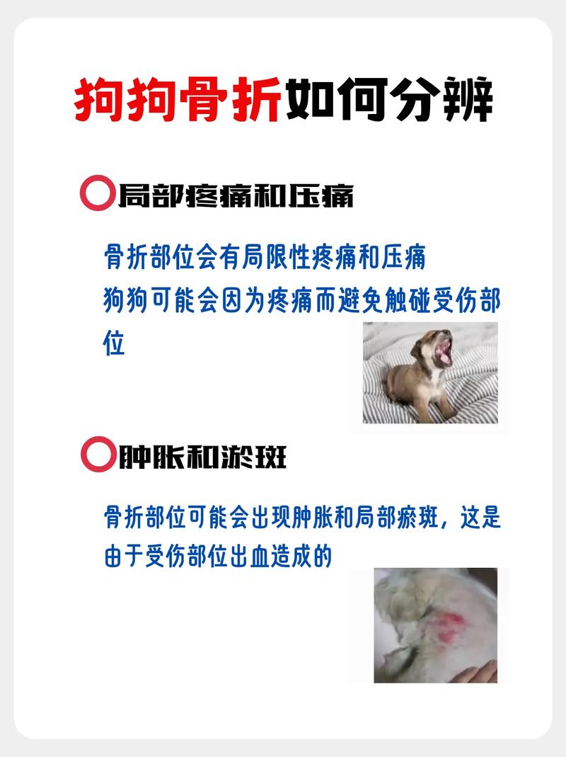 狗狗骨折了会叫吗