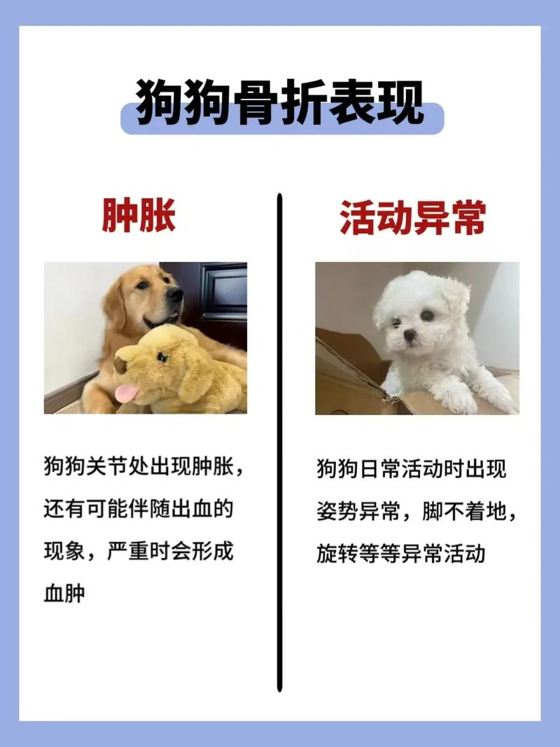 狗狗腿部骨折会有什么反应