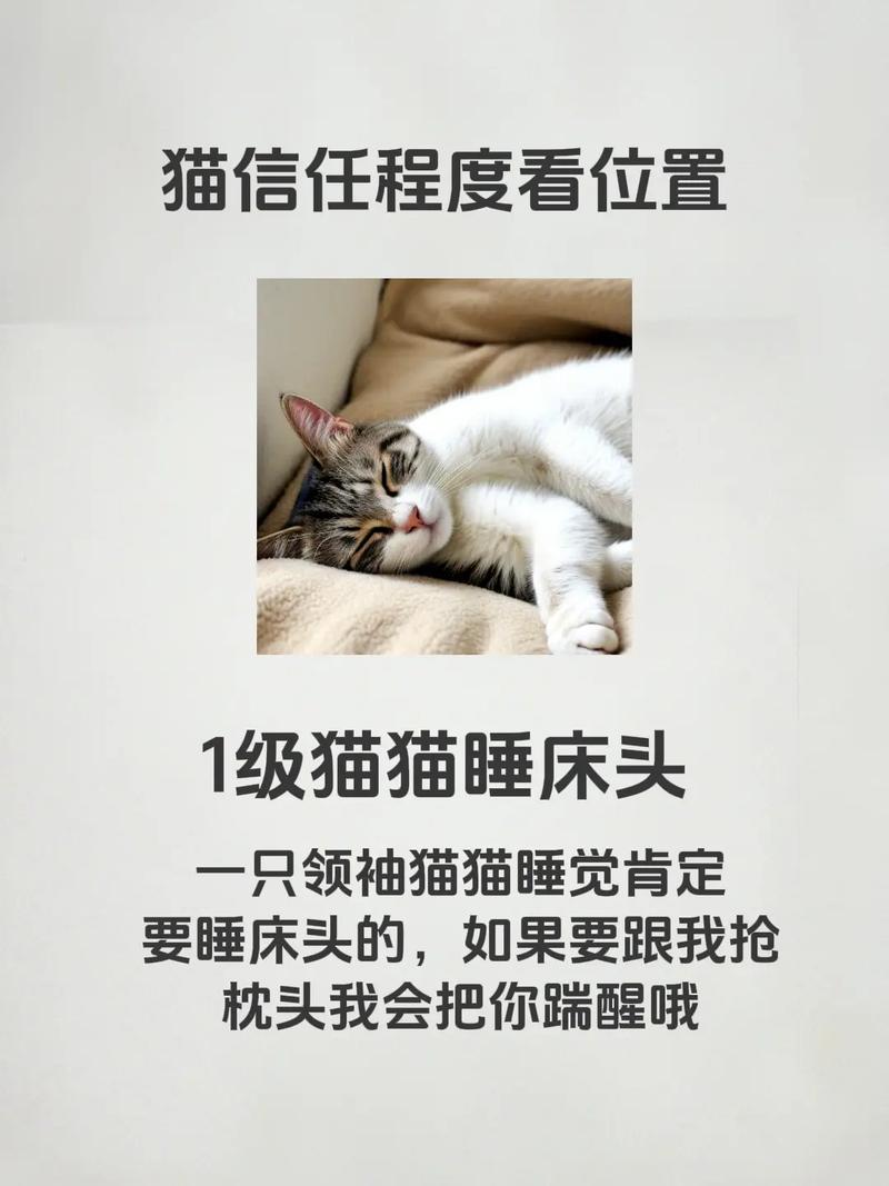 猫咪为什么需要主人陪着