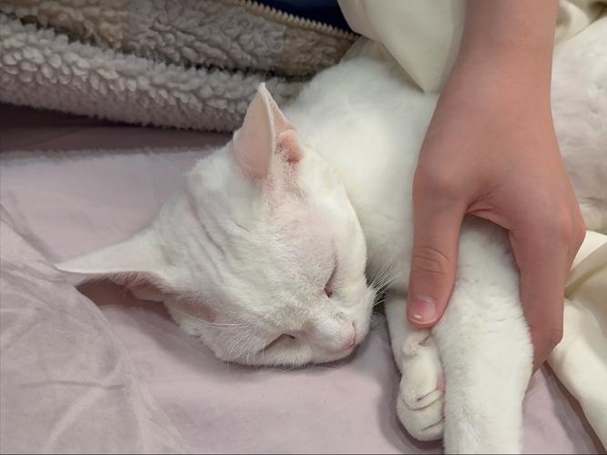 猫咪生病了需要主人的陪伴吗?