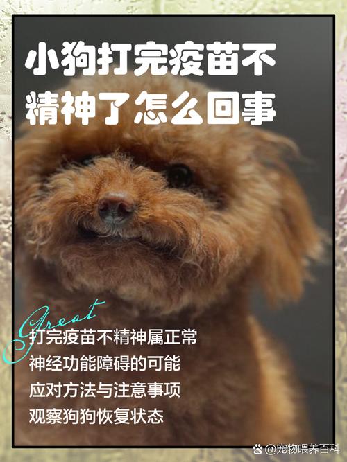 狗狗不打疫苗的后果