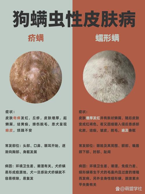 狗狗身上长的螨虫和人类身上的螨虫是不一样的,狗狗螨虫会传染给人...
