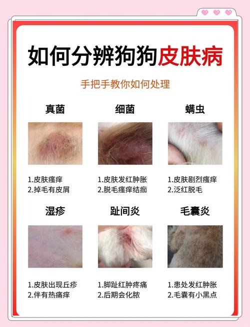 狗狗疥螨会感染人吗?有什么依据?