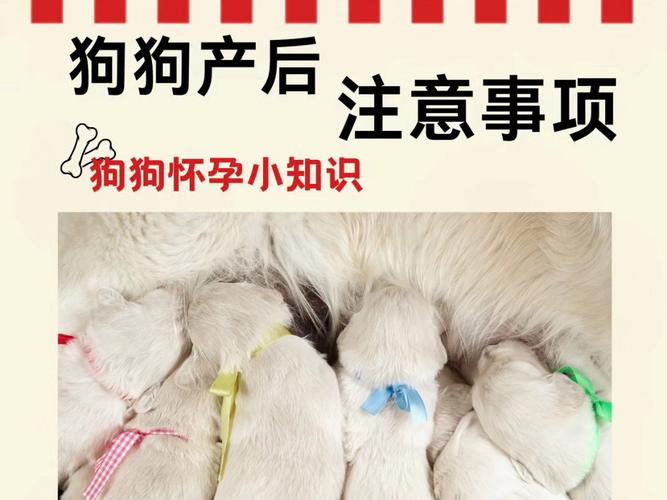 老婆下个月就生小孩了,但是我一直想养只狗,想问问,刚生产后能不能养狗...