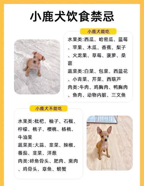 狗狗什么东西不能吃