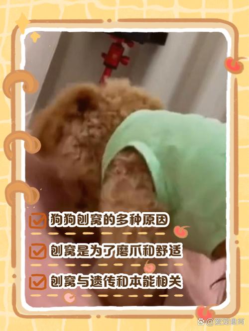 狗狗刨窝是什么意思